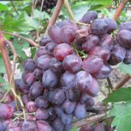 Саженец Виноград Орион (привитый)